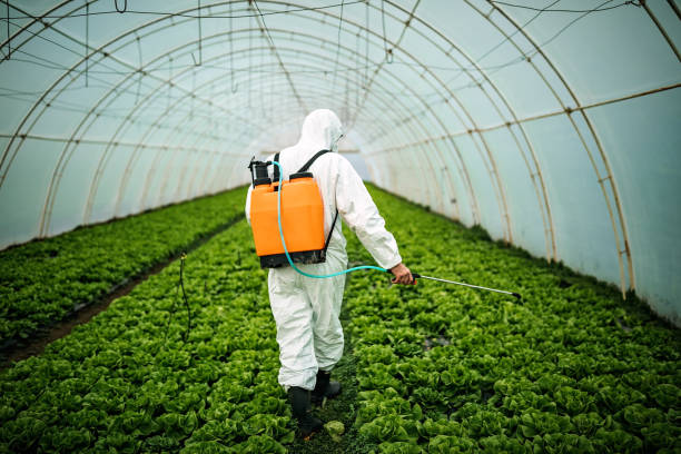 Best Local Pest Control Services  in Camp Springs, MD